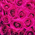 Exploring Floral Scents and their Perfume Notes